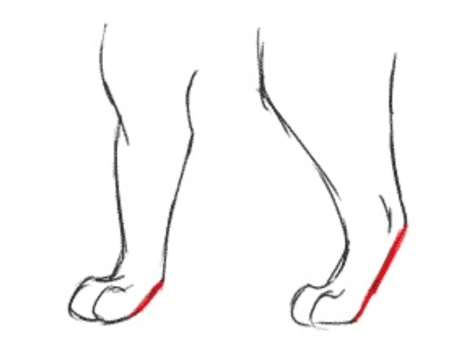 Ляжки задних ног у волка. Кот на задних лапах. Задние лапы кошки референс.