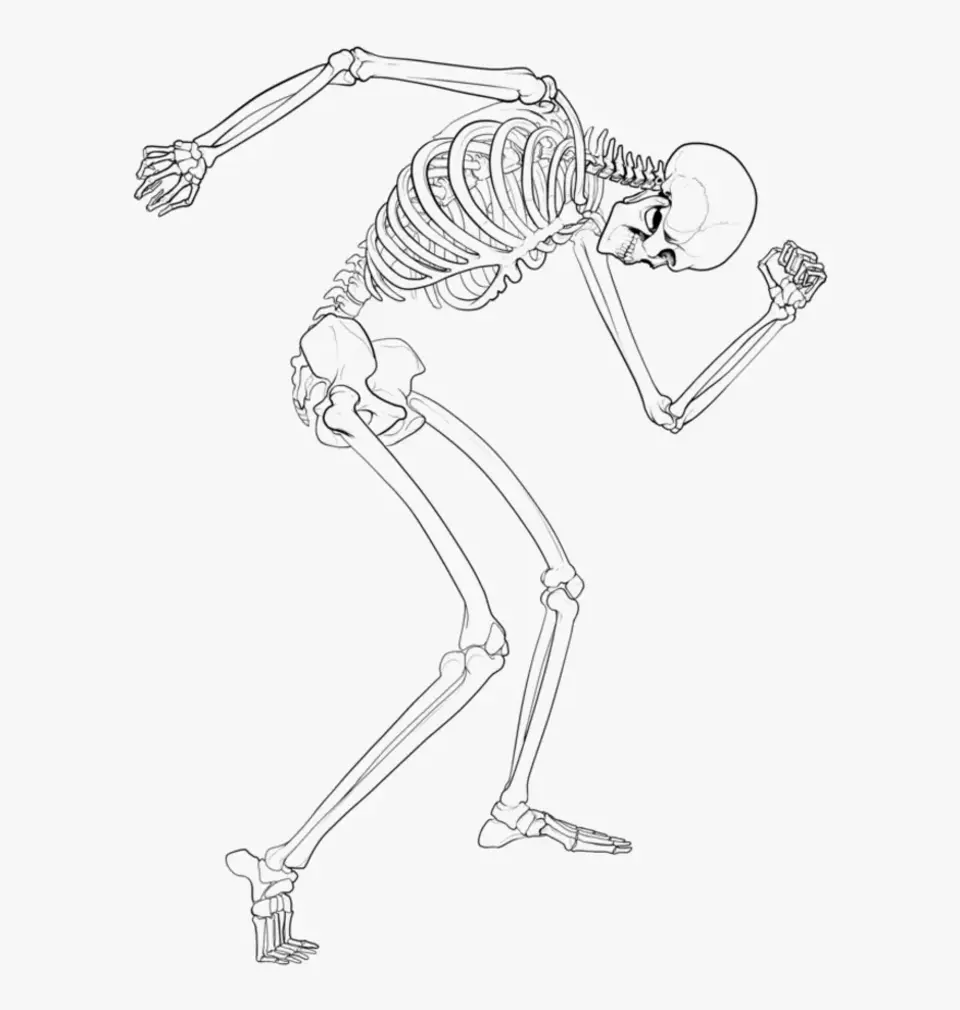 Скелет человека для срисовки