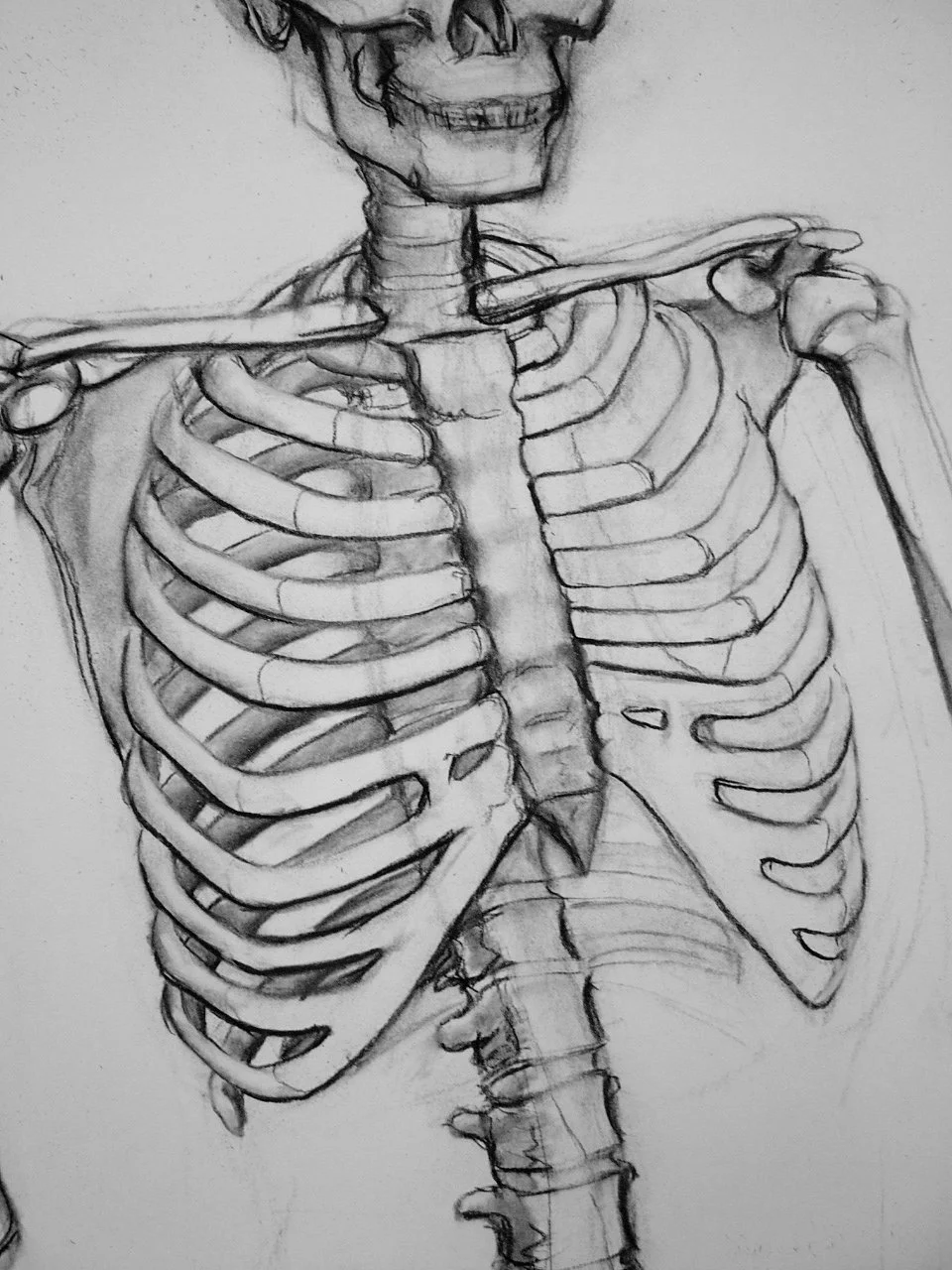 Скелет человека карандашом