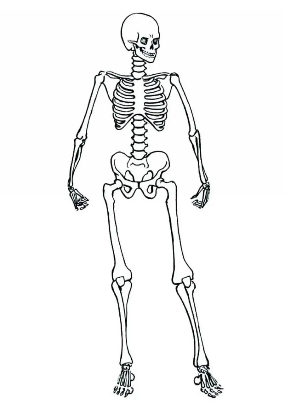 Скелет человека для распечатки