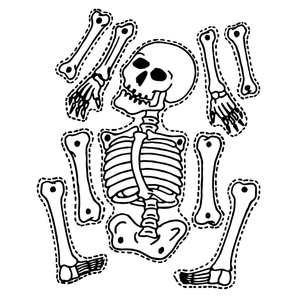 Кости скелета