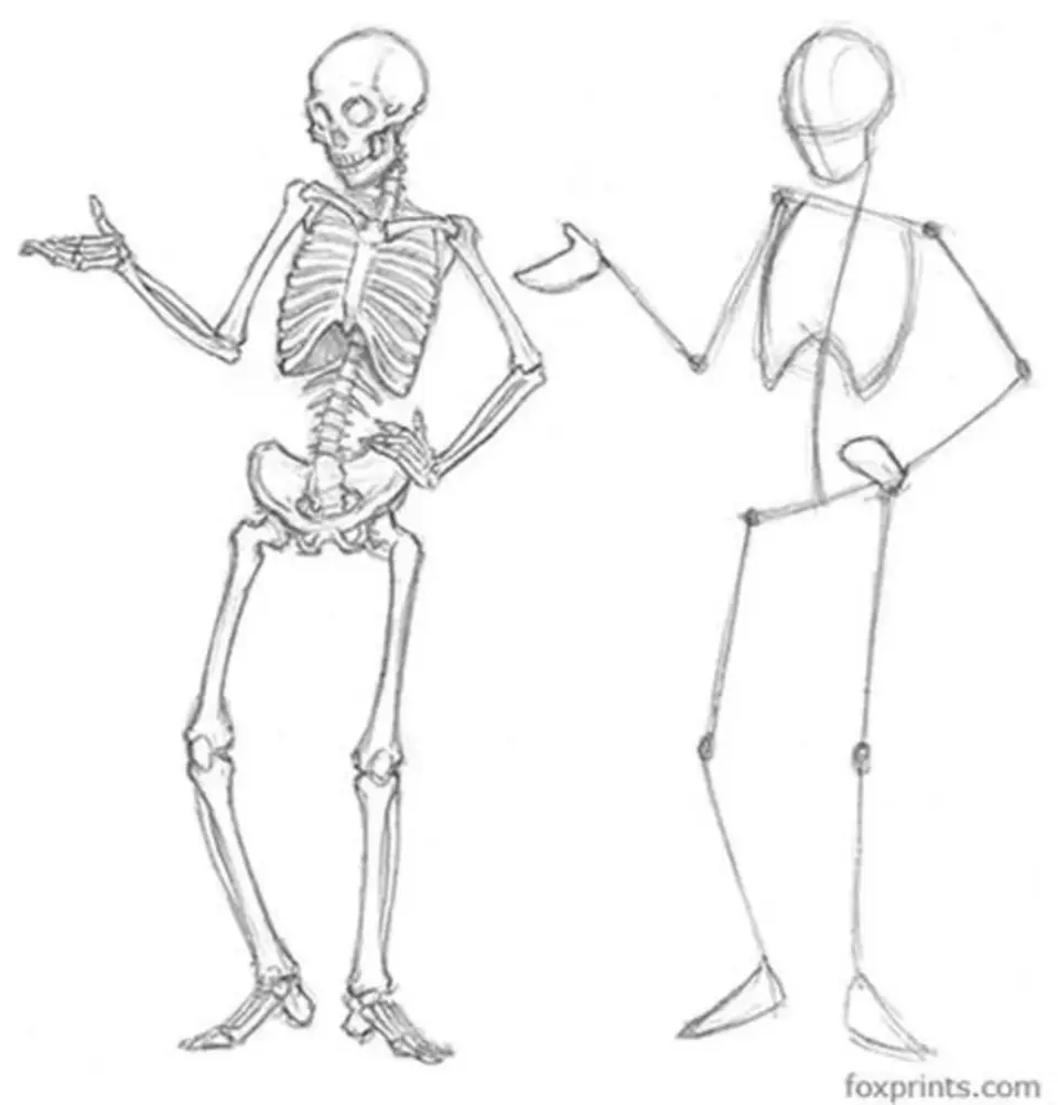 Скелет человека для рисования