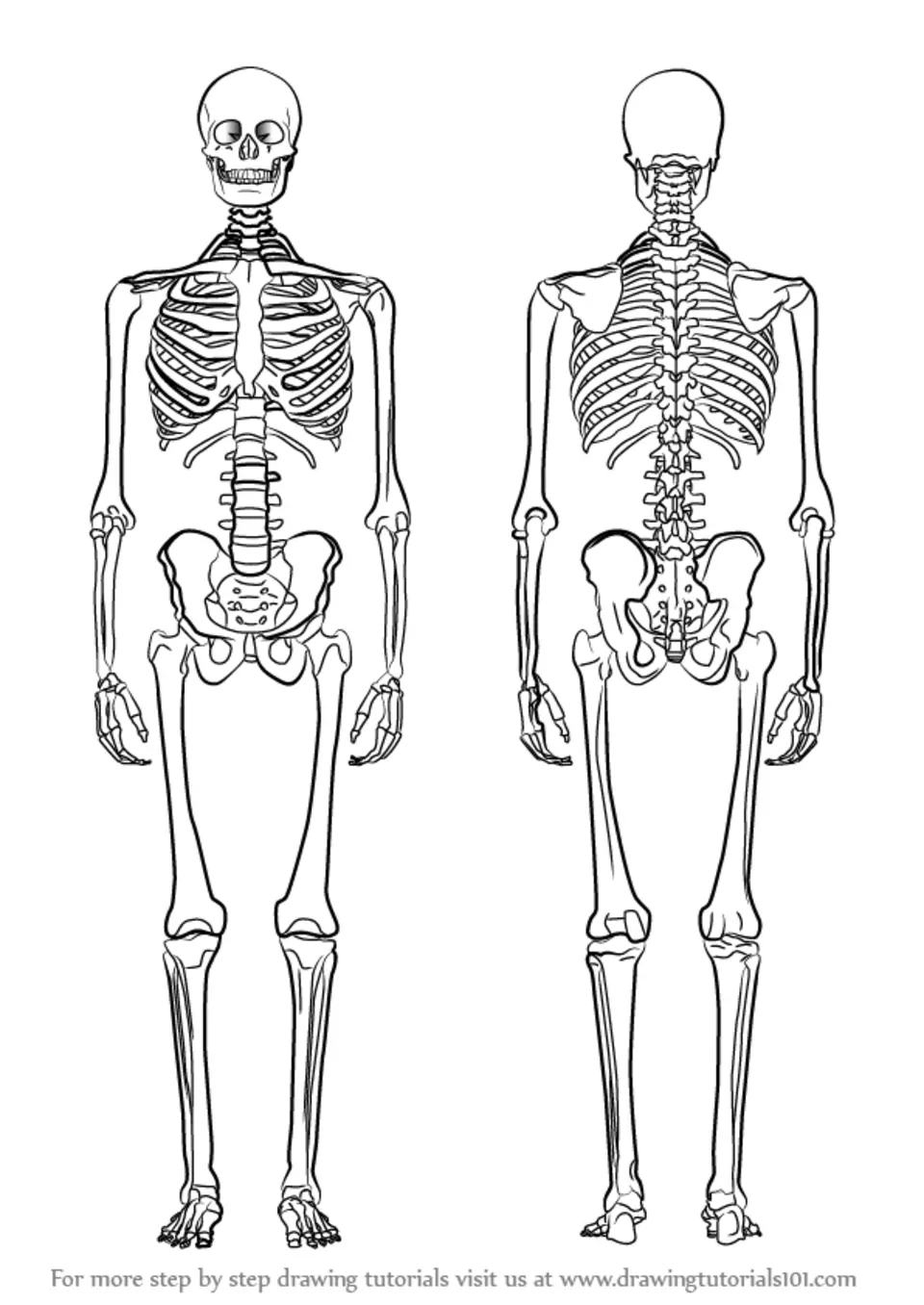Скелет человека сбоку