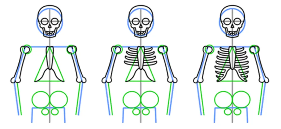 Человеческий скелет для рисования