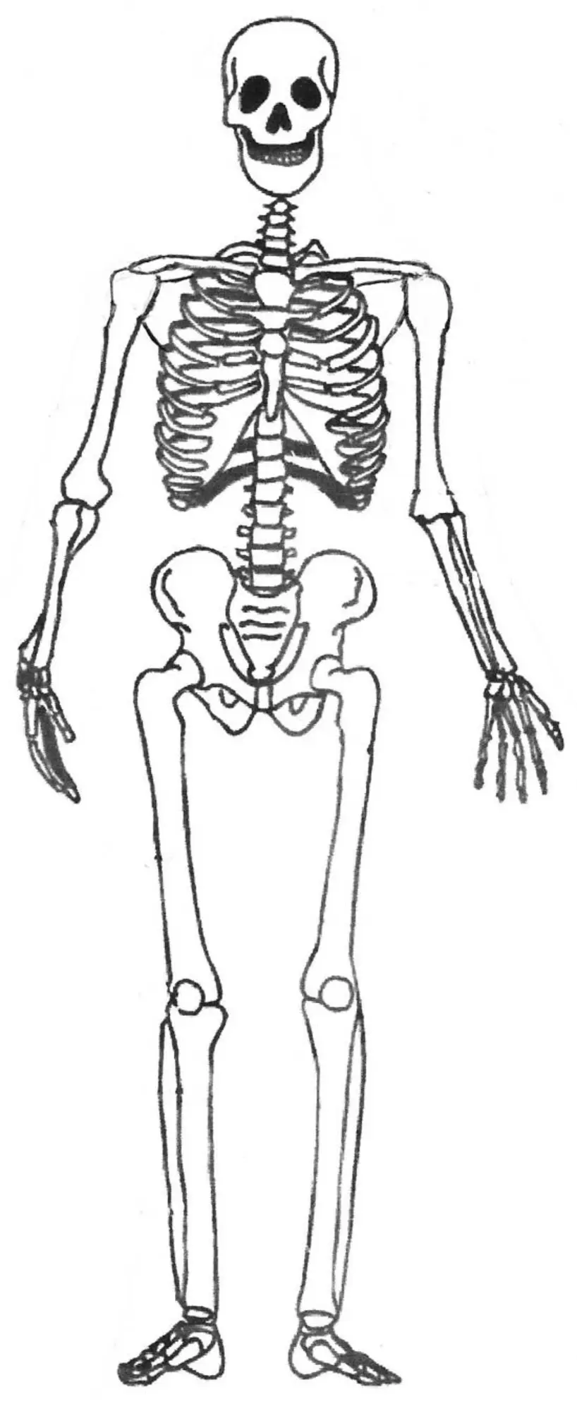 Скелет человека рисунок без подписей