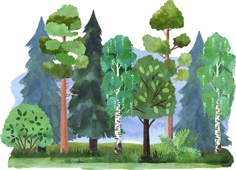Широколиственные леса рисунок