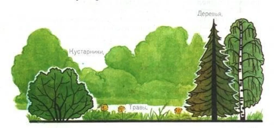 Смешанный лес рисунок