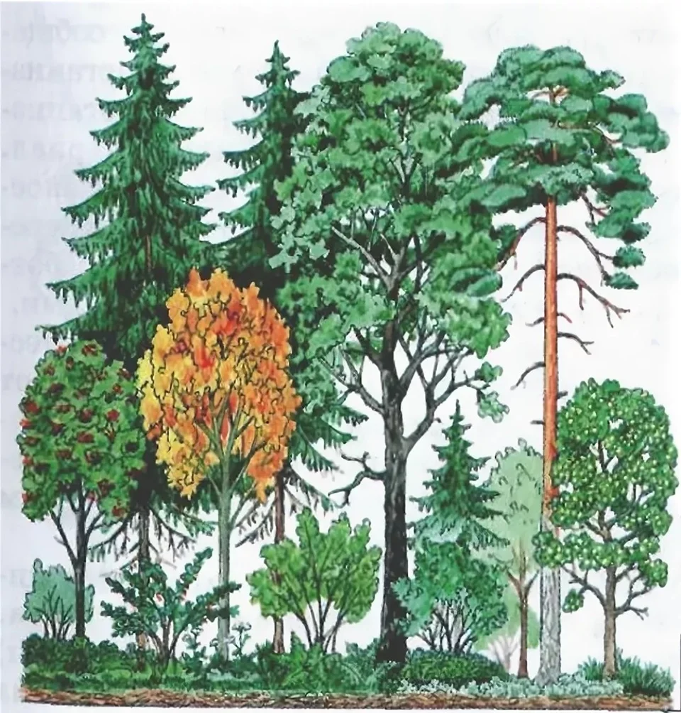 Тайга смешанные и широколиственные леса рисунки