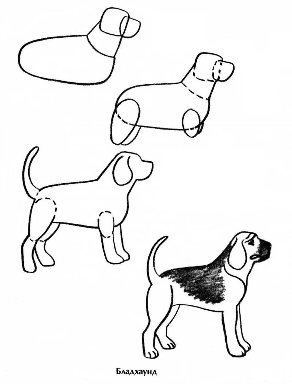 Рисунок собаки для детей поэтапно