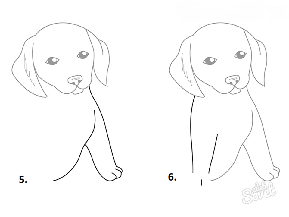 Рисунки карандашом собаки для начинающих