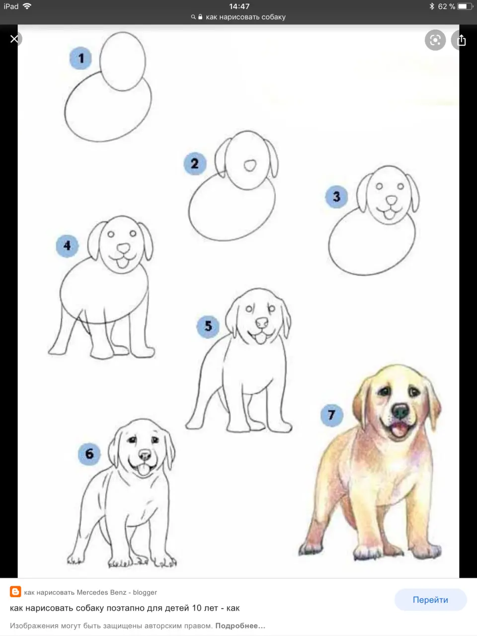 Рисунки собак поэтапно