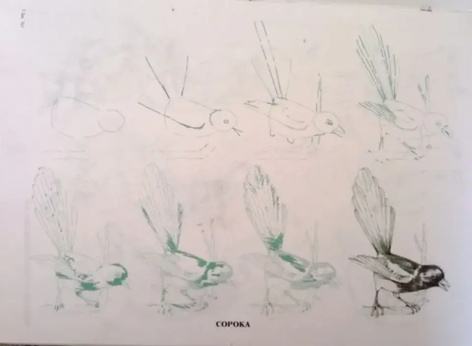 Поэтапное рисование колибри