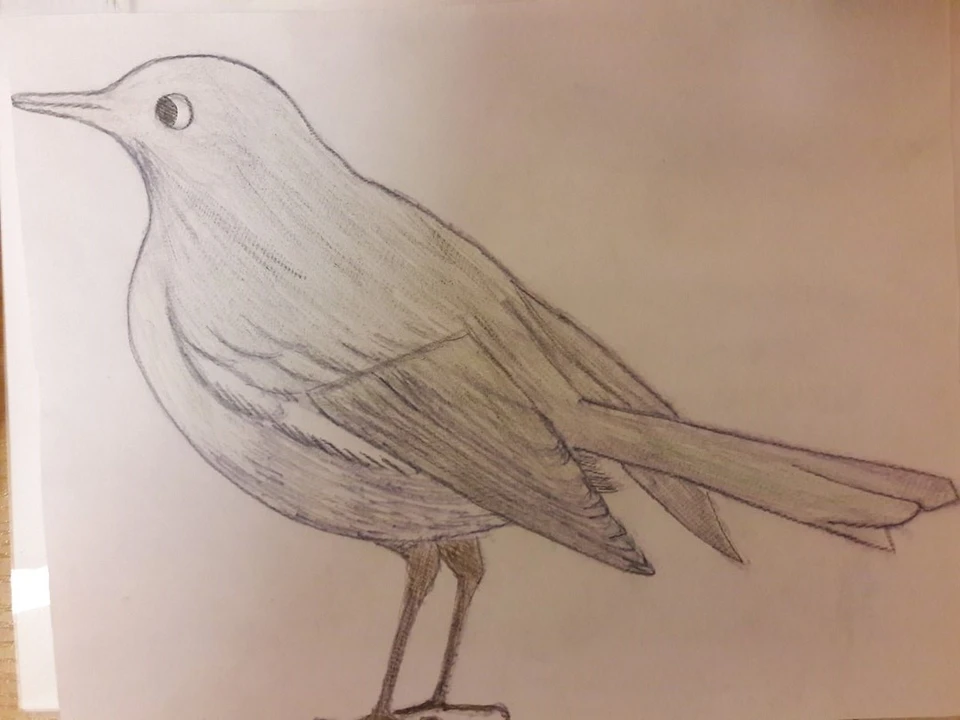 Рисунок птицы