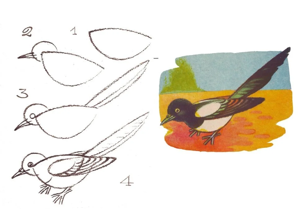 Рисование птицы поэтапно