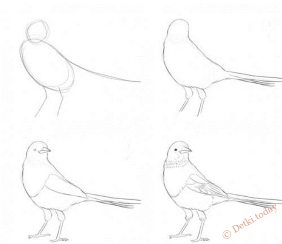 Рисуем птичку поэтапно