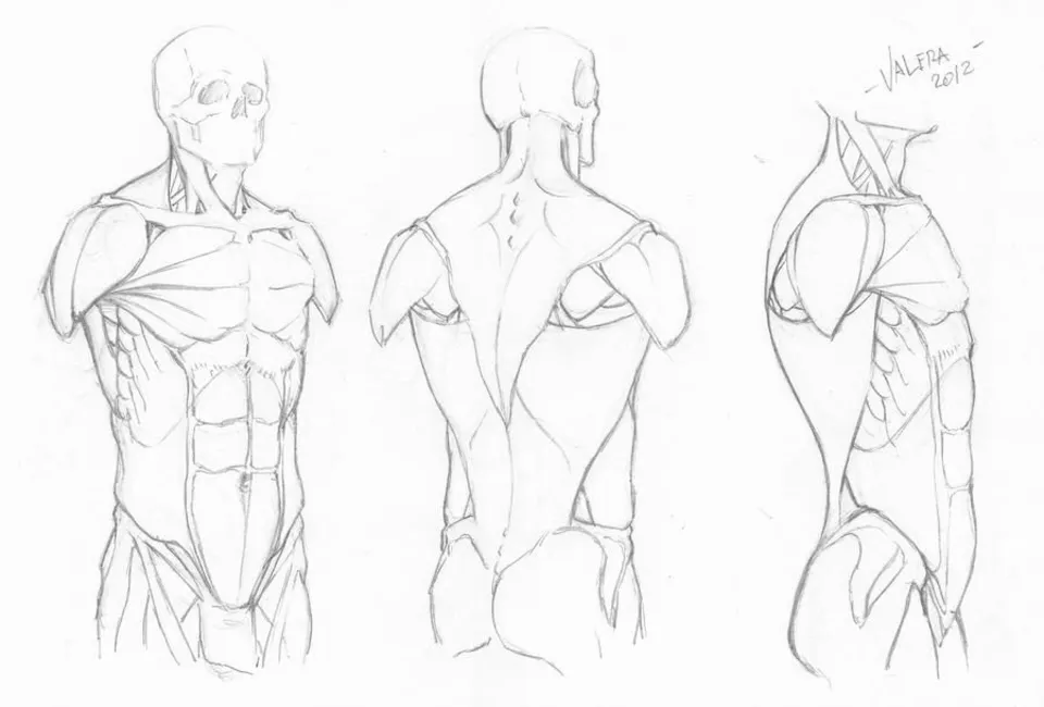 Анатомия мужского тела для рисования