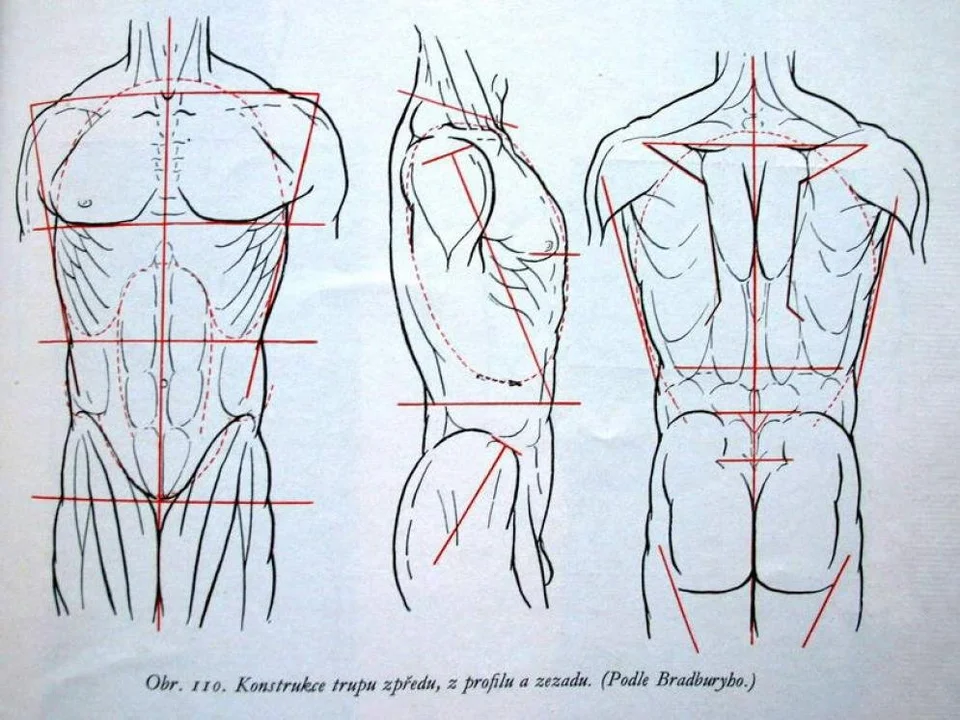 Условные линии тела человека анатомия