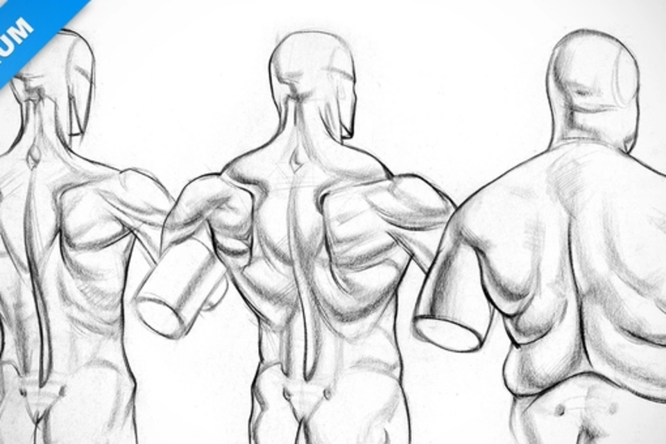 Спина анатомия