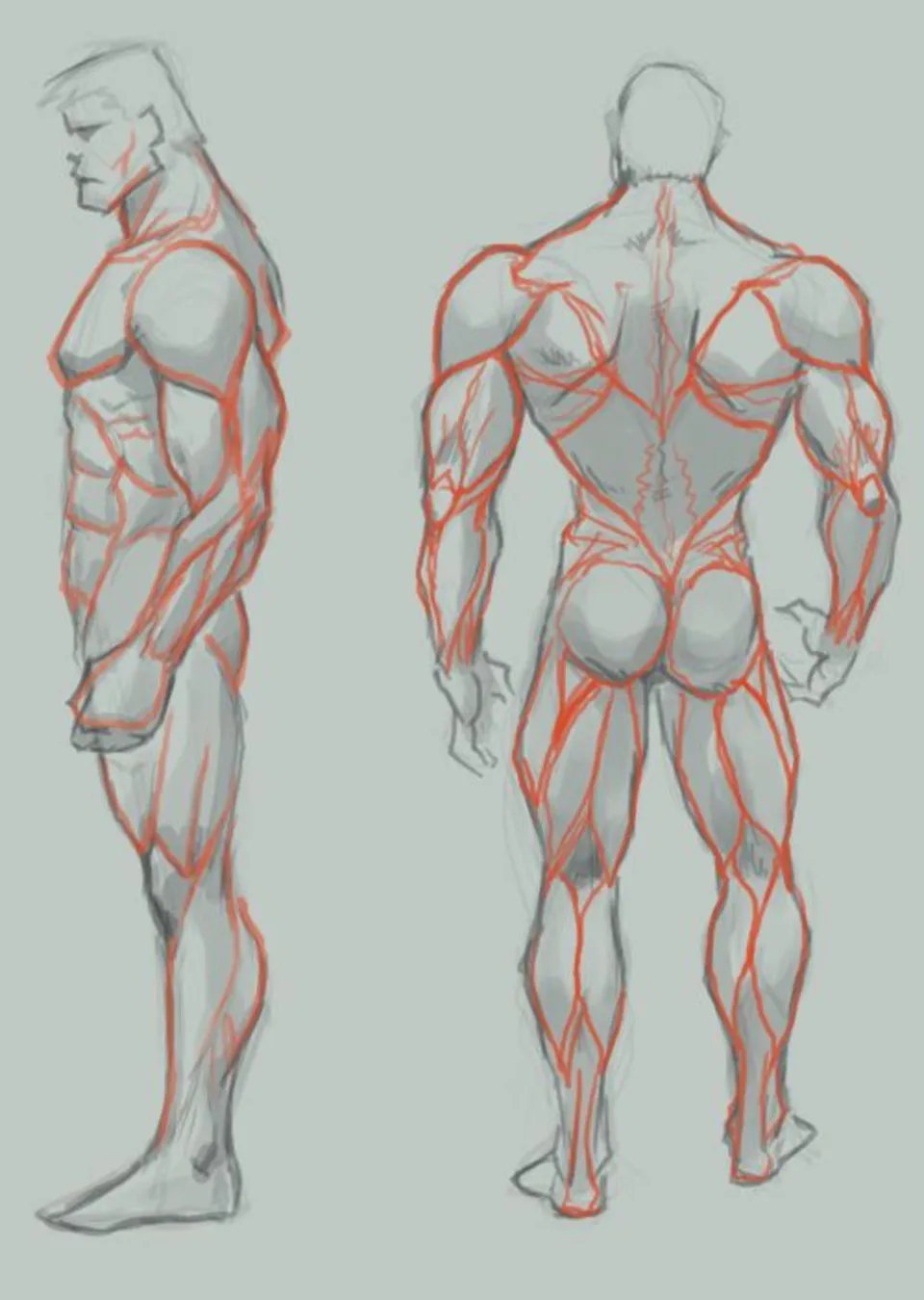 Мышцы для рисования