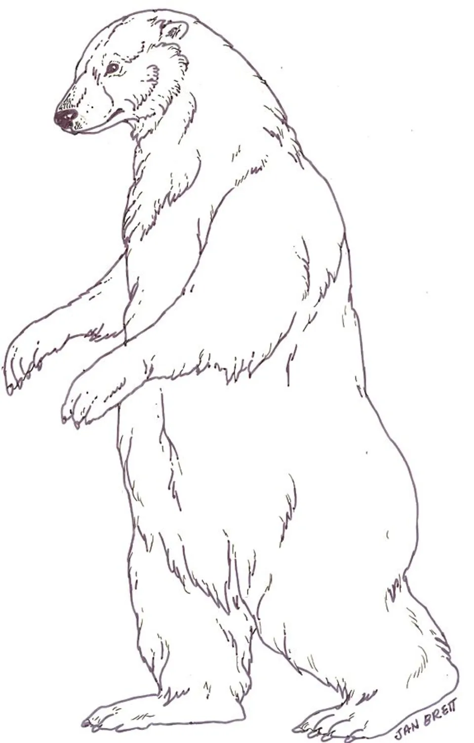 Рисунок бурого медведя
