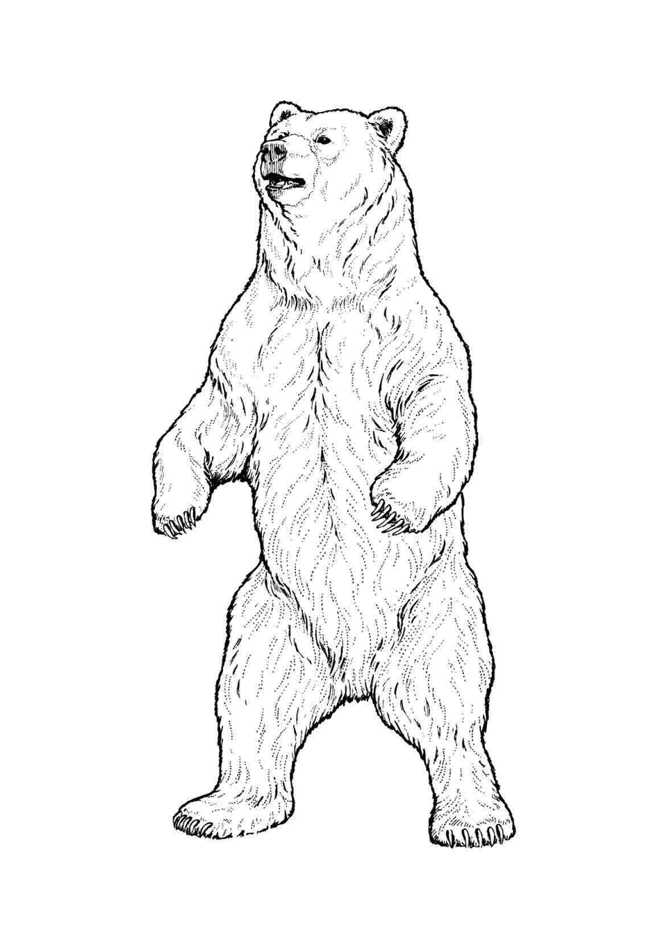 Медведь на задних лапах