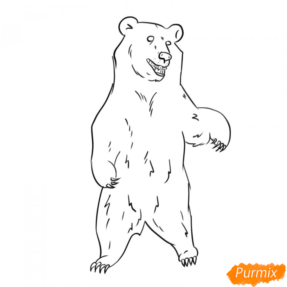 Медведь раскраски