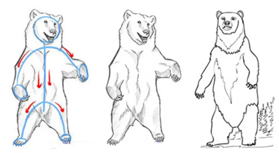 Медведь рисунок для детей поэтапно