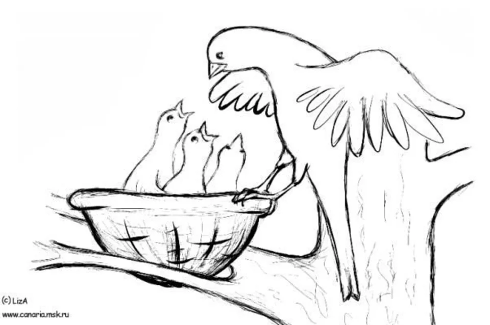 Птица кормит птенцов