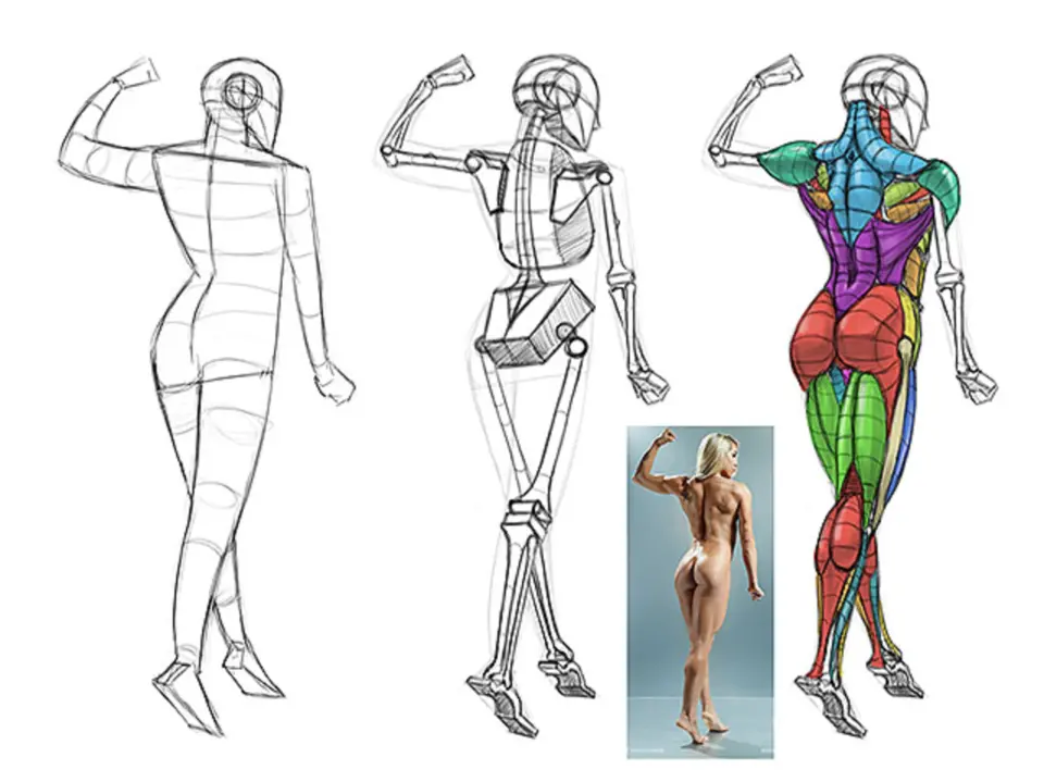 Анатомия тела человека для художников