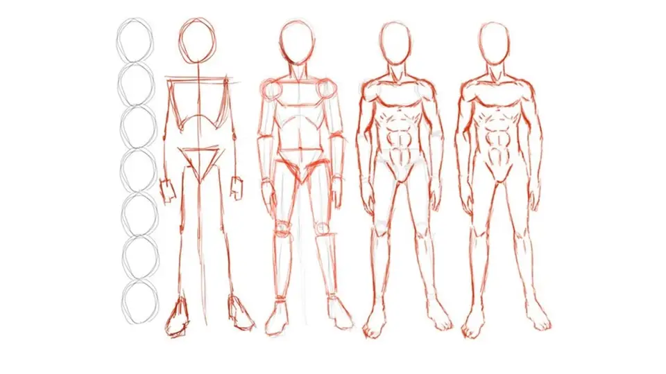Анатомия человека для рисования для начинающих