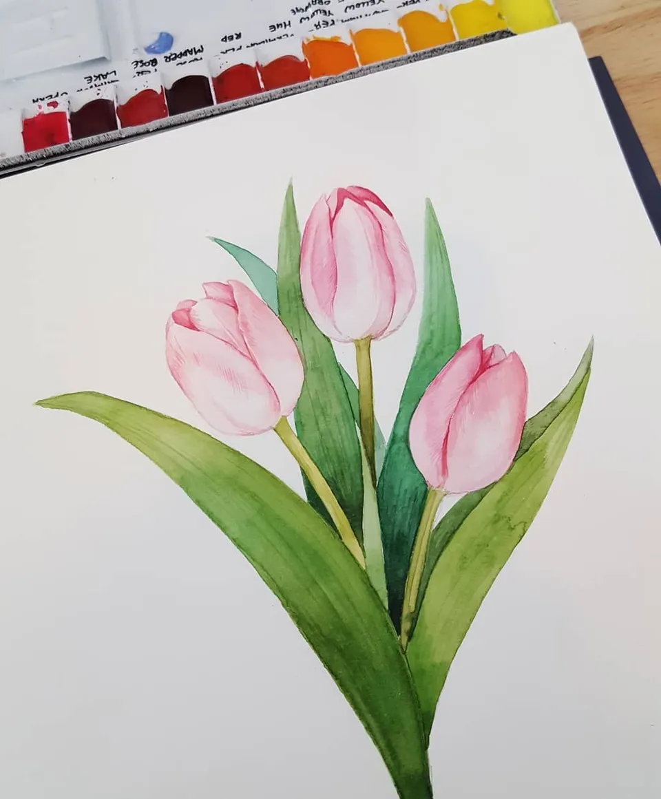 Тюльпаны цветными карандашами