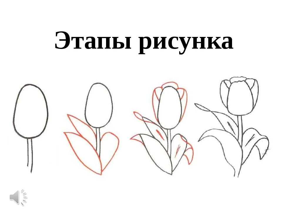 Этапы рисования цветов