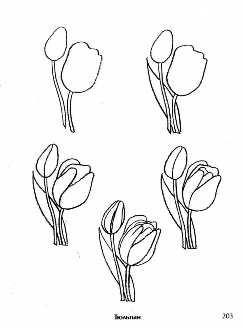 Тюльпаны раскраска
