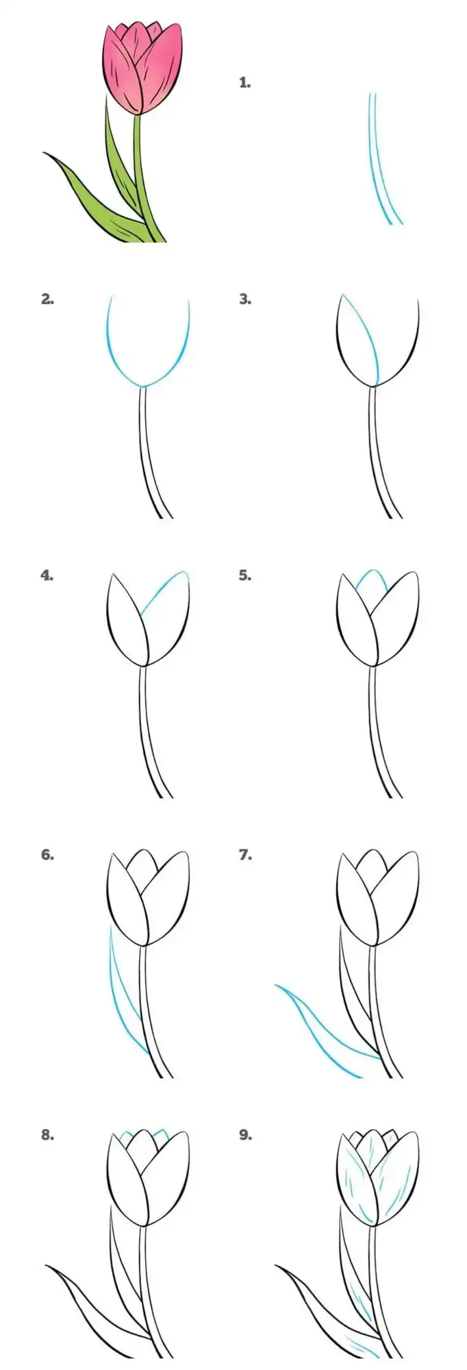 Тюльпаны для срисовки
