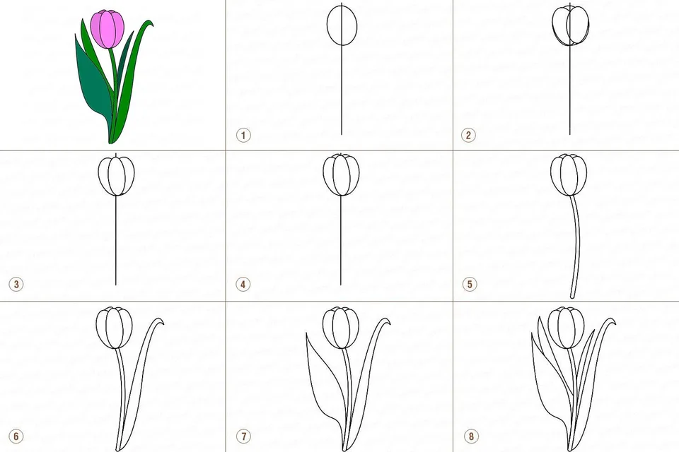 Рисовать тюльпаны карандашом поэтапно для начинающих