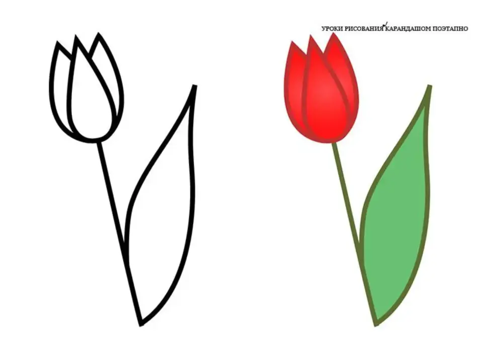 Рисуем тюльпаны поэтапно