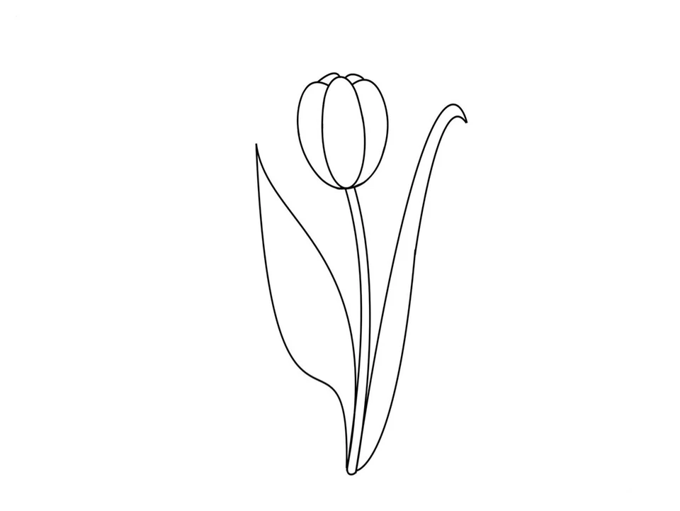 Раскраска тюльпаны
