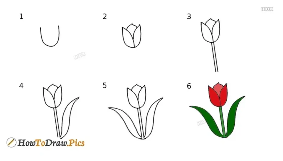 Пошаговое рисование тюльпанов