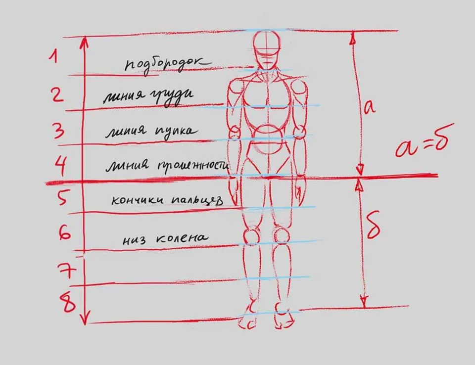 Пропорции человеческого тела