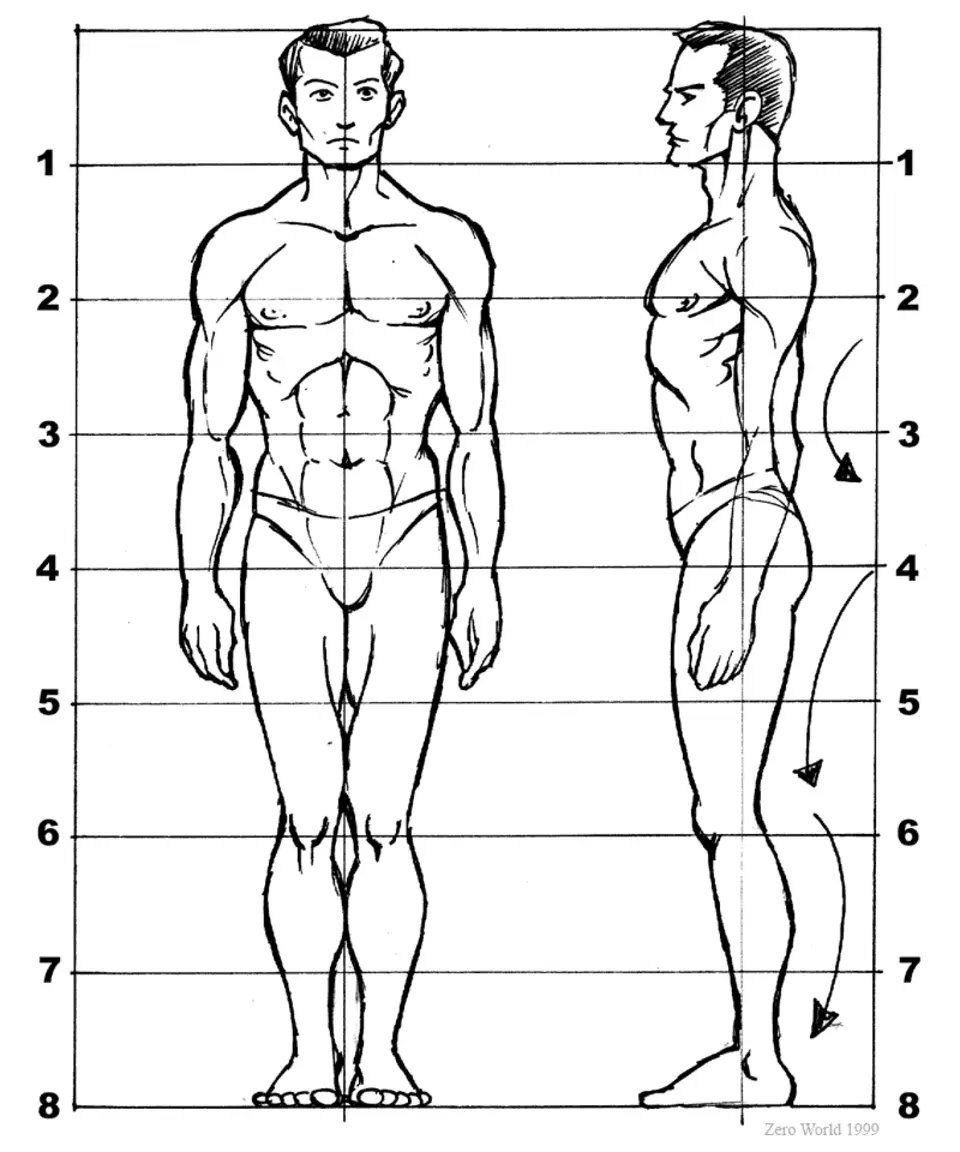Пропорции фигуры человека