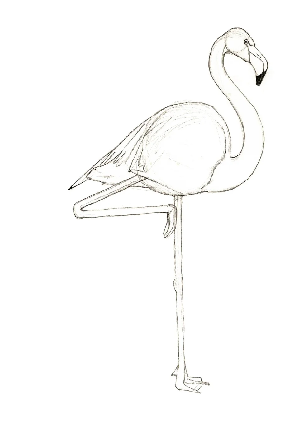 Рисунки фламинго для срисовки
