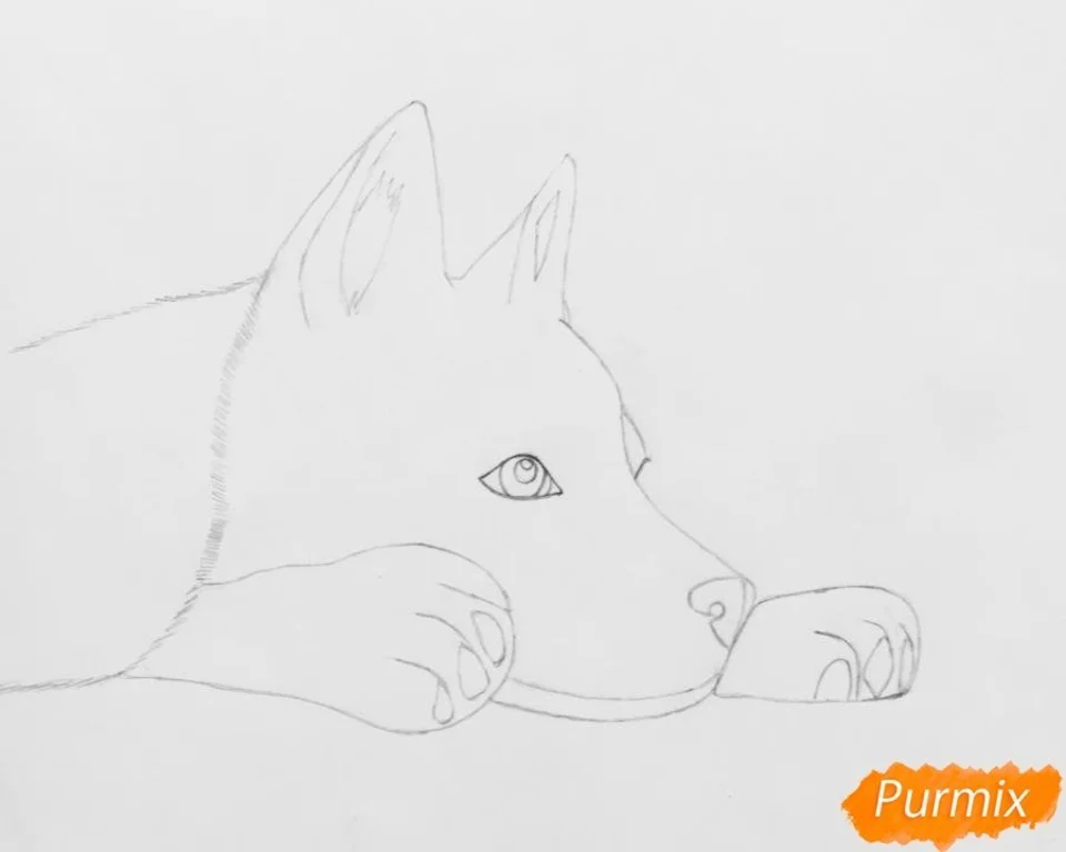 Собака карандашом для начинающих