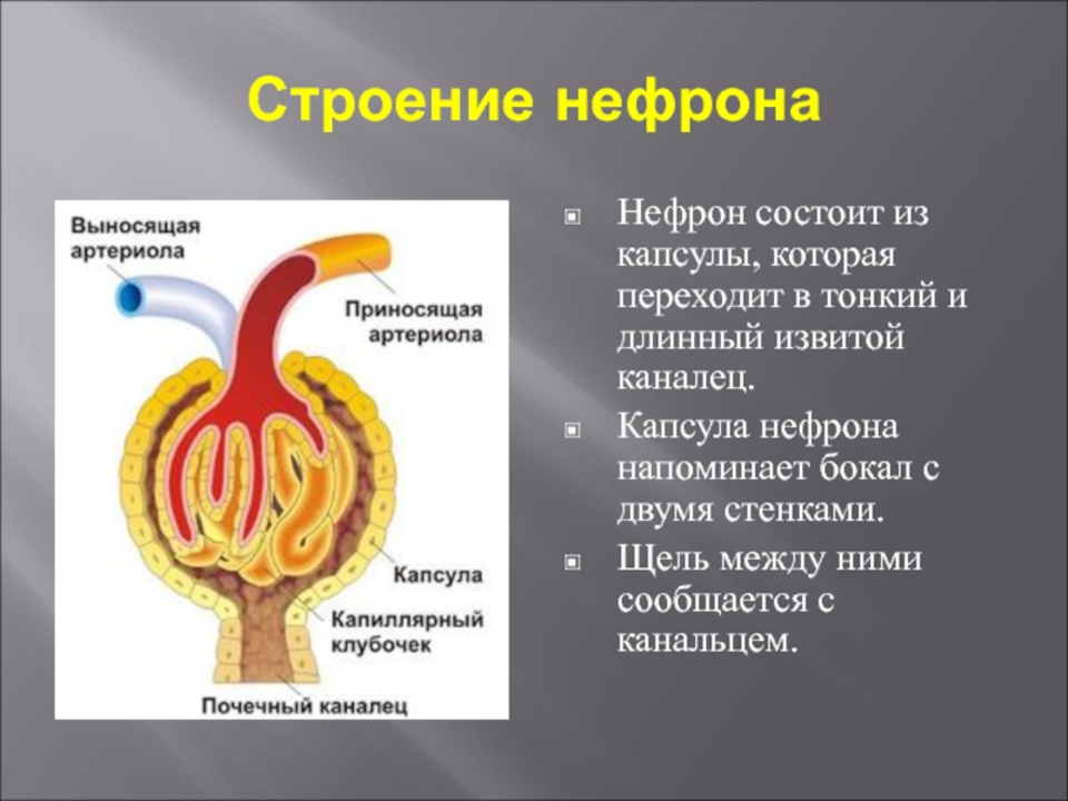 Эпителий внутренней стенки капсулы шумлянского боумена имеет