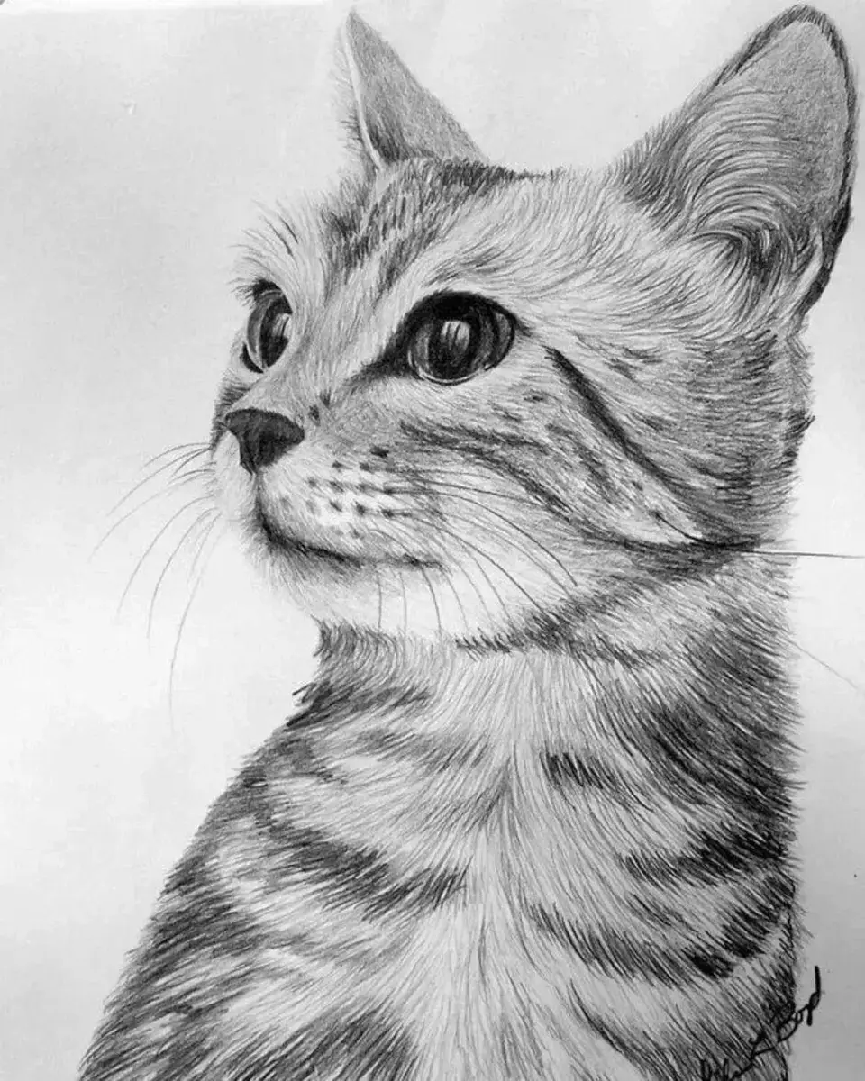 Кот рисовать карандашом