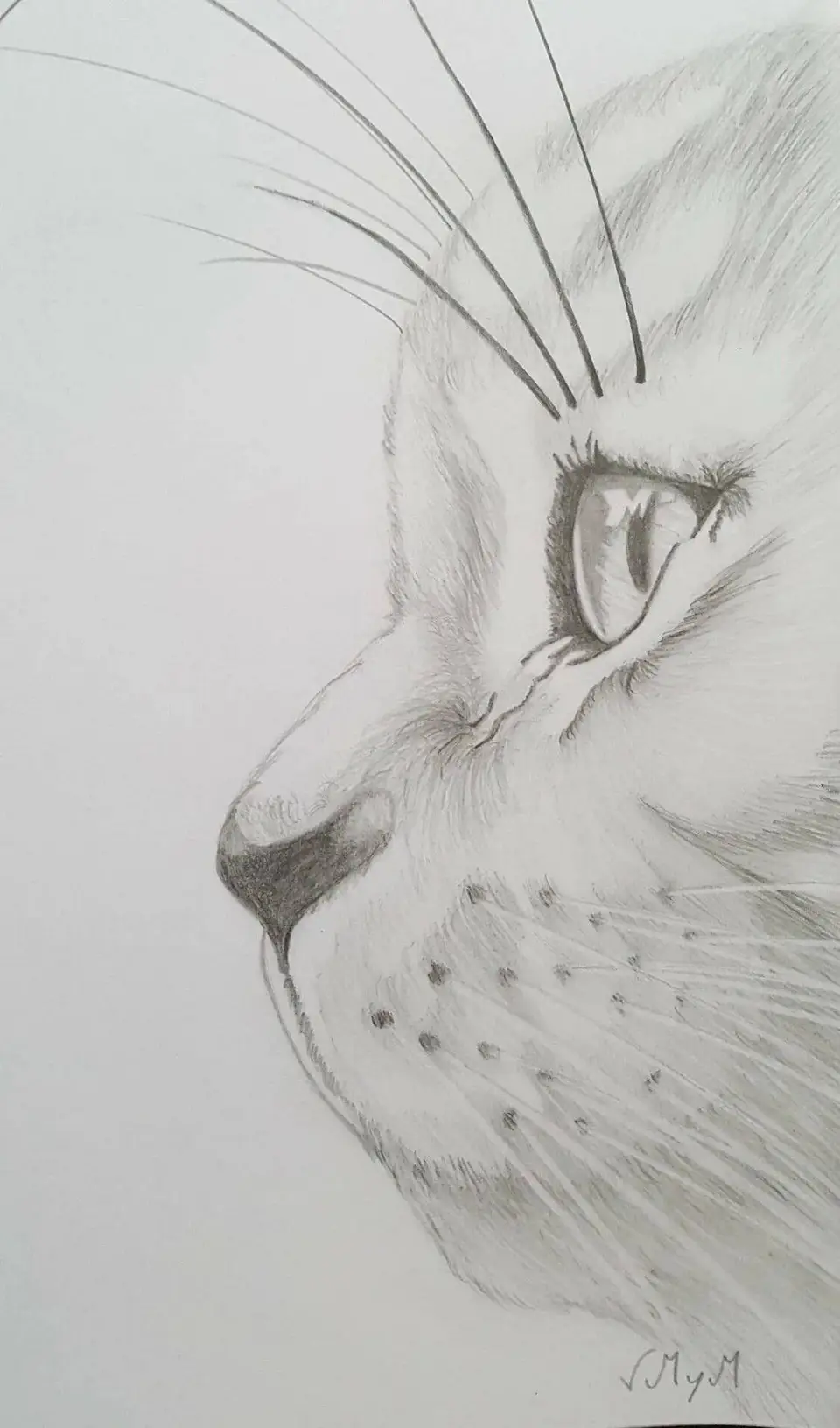 Рисунки карандашом для срисовки красивые животные