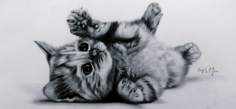 Рисунки карандашом кошки