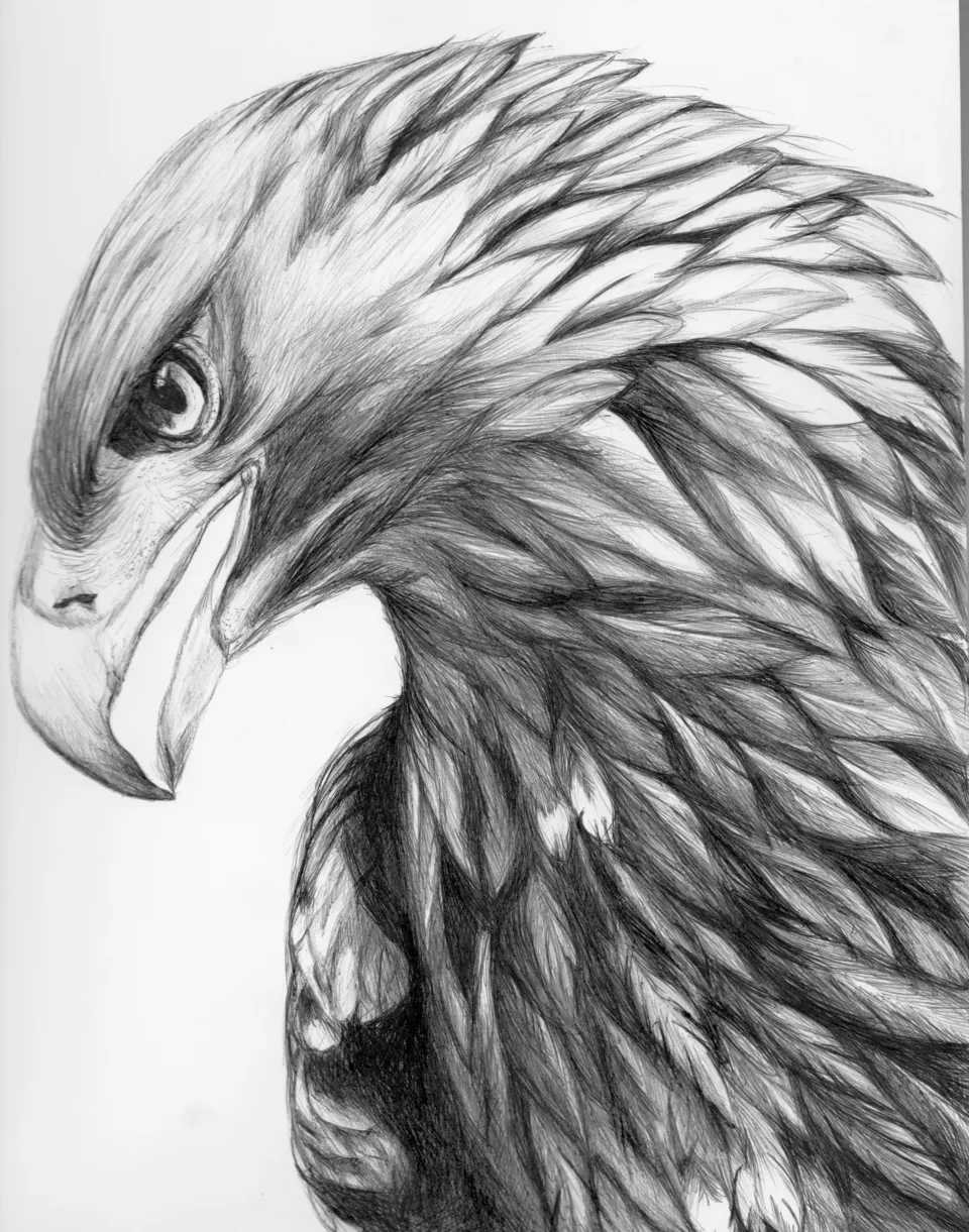 Рисунок орла