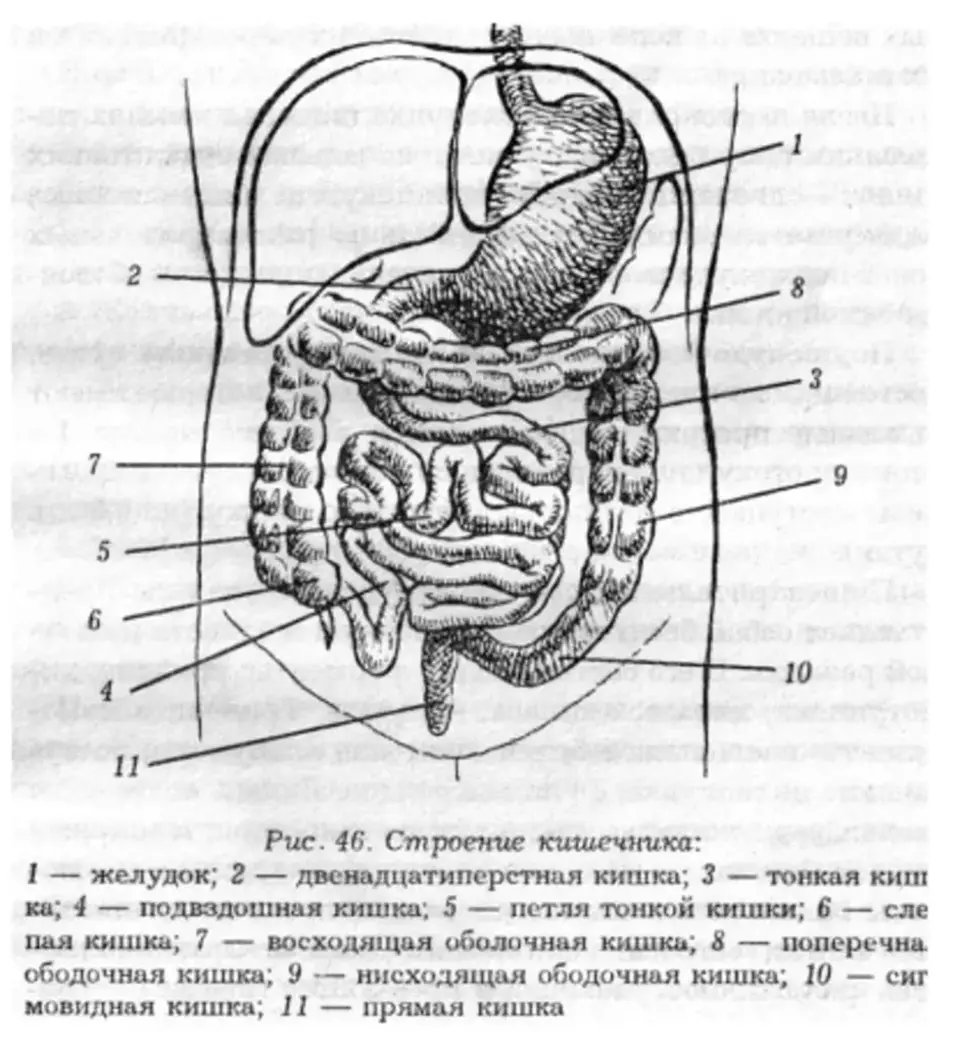 Строение кишечника у мужчин схема. Кишечник человека строение анатомия. Строение кишечника человека схема. Тонкий кишечник строение схема.