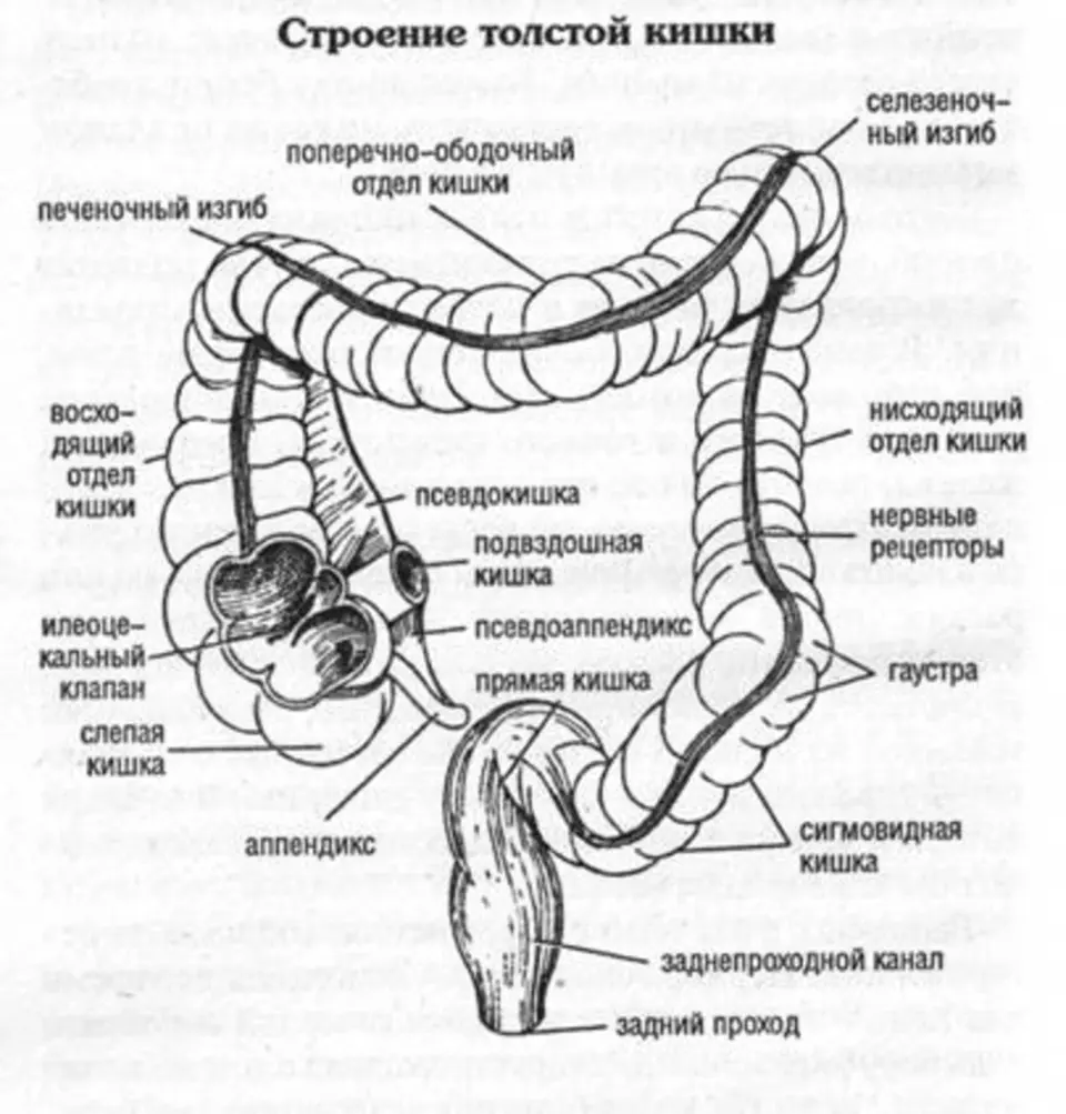 Тонкая и толстая кишка строение. Схема строения Толстого кишечника. Анатомия тонкого кишечника человека схема. Отделы толстой кишки схема. Схема тонкого и Толстого кишечника.
