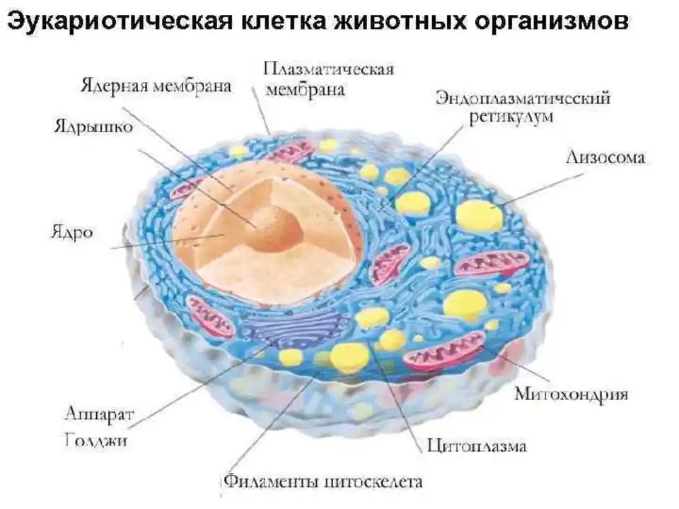 Структурно функциональная организация клеток. Схема строения эукариотической клетки. Схема эукариотической клетки животного. Строение эукариотических клеток схема. Общая структура эукариотической клетки.